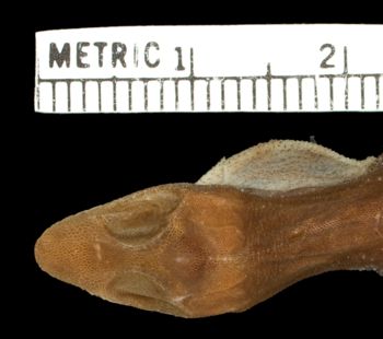 Media type: image;   Herpetology R-124406